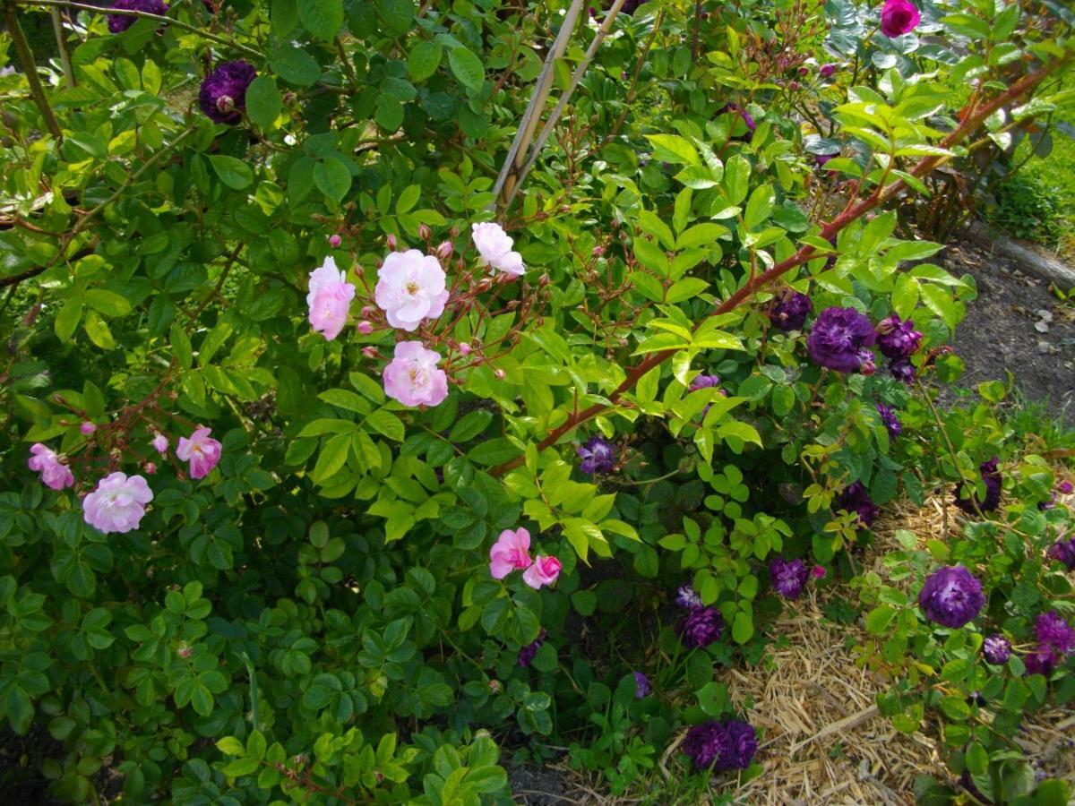 Bed and Breakfast Au Bois Dormant Huby-Saint-Leu Esterno foto